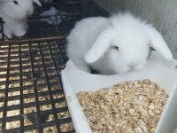 Sevimli minikler tavşanlar