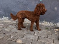 Erkek Poodle 1 Yaşında Erkek