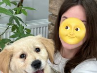 3 aylık akıllı golden retriever yavru