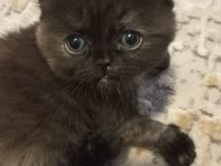 Yavrularımızı sahiplendiriyoruz scottish fold