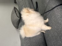 6 aylık aşıları çipi vs herşeyi tam pomeranian boo