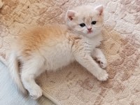 Cy 12 dişi yavru british shorthair