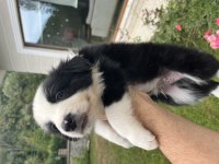 Üstün Kalite Border Collie Yavrular