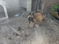 Belçika kurdu köpeğimiz