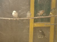 Hazır sağlıklı kanaryalar
