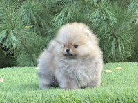 En pofidiği en tatlıları pomeranian