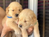 Piyasadan değil ev ortamından golden retriever yavrular