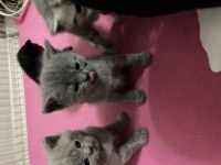British shorthair yavrumuz yeni yuvasını arıyor