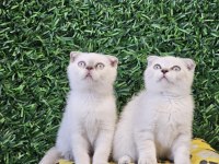 Scottish fold kardeşler yeni yuvalarını arıyorlar