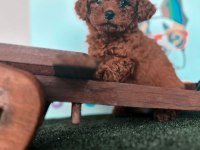 TOY POODLE YAVRULAR
