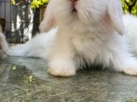 VETERİNERDEN HOLLANDA CÜCE VE MİNİ LOP TAVŞAN