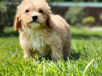 RUHSATLİ ÇİFLİKTEN MALTİPOO YAVRULARİ 