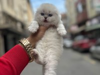KOCA KAFA YAVRU KEDİLER AA KALİTE SAFKANDIR