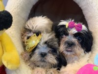 Wc eğitimli shih tzu yavrularımız