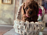 Ruhsatlı Köpek Çiftlikten Toy Poodle Yavrularımız