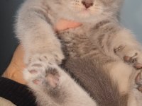 British Shorthair Yavru Kedimiz