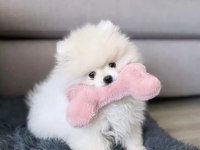 Kar Beyazı Pomeranian Bebeklerimiz