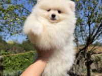 Kusursuz Karbeyaz Dişi Pomeranian Boo