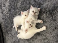 3 Aylık British Longhair ve Shorthair Yavru Kediler