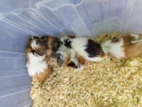 Yavru guinea pig