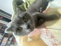 1,5 Yaşında Dişi British Shorthair