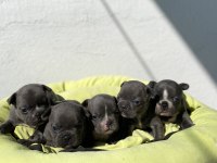Egzotik blue french bulldog bebeklerimiz