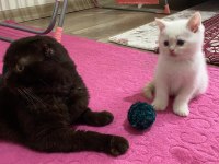 Mavi Gözlü British Shorthair Dişi Yavru Yuva Arıyor