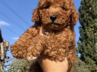 RED TOY POODLE
