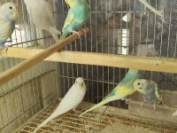 ELE ALIŞTIRMALIK ERKEK 30 GÜNLÜK BEBEK KUŞLAR