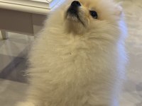 Pomeranian boo