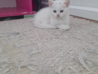 BRİTİSH SHORTHAIR ERKEK YAVRULAR