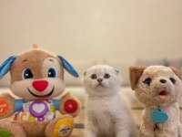 SCOTTISH FOLD BEYAZ YAVRULARIM 