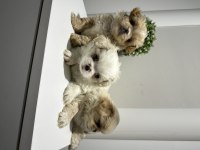 Maltipoo yavrular