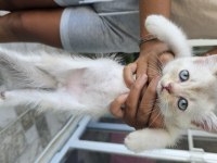 Scottish Fold (erkek) 29.04.2024 Doğumlu