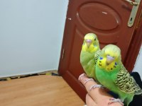 Jumbo ele alıştırmalık muhabbet kuşu