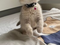 YAVRU KEDİLER