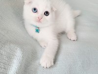 Minnoş Gözlü Bebek Scottish Fold