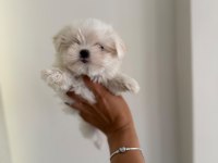 KAR TOPU BEBEK KÖPEĞİMİZ