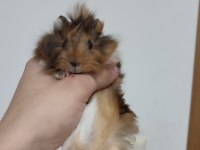 Evcil 3 adet yavru guinea pig ele alıştırmaya uygun