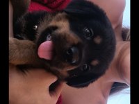 Koca kafalı safkan rottweiler yavruları
