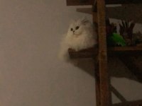British Longhair yavrular