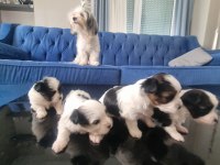 VETERİNER KONTROLÜNDE TESLİM EDİLECEK MORKİE YAVRULARI