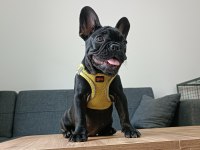 A+ Kalite FRENCH BULLDOG LEKESİZ SİYAH ÖZEL RENK