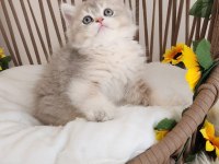 ÇOK ÖZEL SAFKAN BRITISH BLUE GOLDEN-GOLDEN YAVRULAR HAZIR