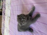 Scottish fold yavrularım yuvasını arıyor