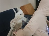 6 Aylık White Face Sultan Papağanı