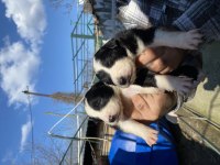 Zeka Küpü Safkan Border Collie Yavrularım