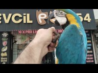 Macaw Sarı Lacivert 1 Yaşında