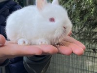 ORİJİNAL HOLLANDA CÜCE TAVŞAN