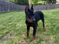 ESTETİK GÜZELLERİ SAF KAN DOBERMAN BEBİŞLER
